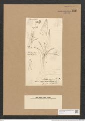 Schizonema myxacanthum Menegh. (de-Toni-Nr.: Genus 20, Species 1180) Zeichnungen Sammlung Grunow Nr. 2281 (NHMW-BOT-W0369401)